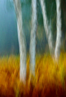 WolskyTreesPanFireGrass