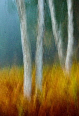 WolskyTreesPanFireGrass