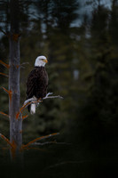JWP_20250403_203421