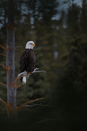 JWP_20250403_203421
