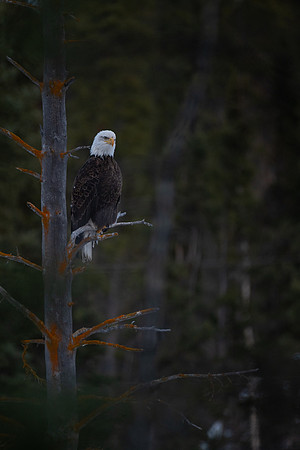 JWP_20250403_2033531474