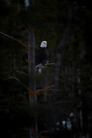 JWP_20250403_203353