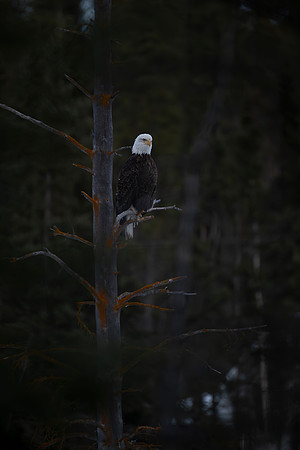 JWP_20250403_203353