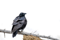 JWP_20250401_195504-2