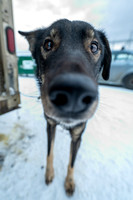 Yukon Quest 2022